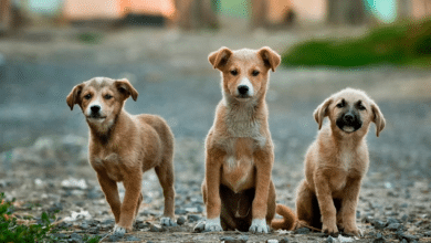 Piden legislar para regular y sancionar el tráfico de cachorros en vía pública