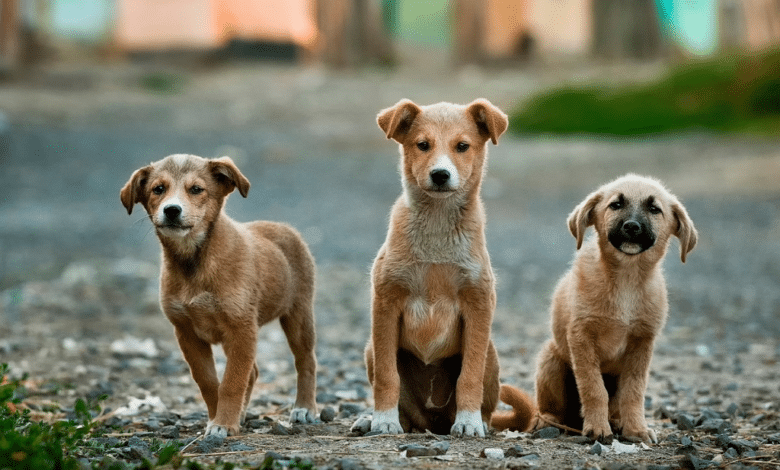 Piden legislar para regular y sancionar el tráfico de cachorros en vía pública