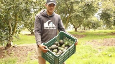 Aguacateros abastecen Zona Metropolitana por Super Bowl