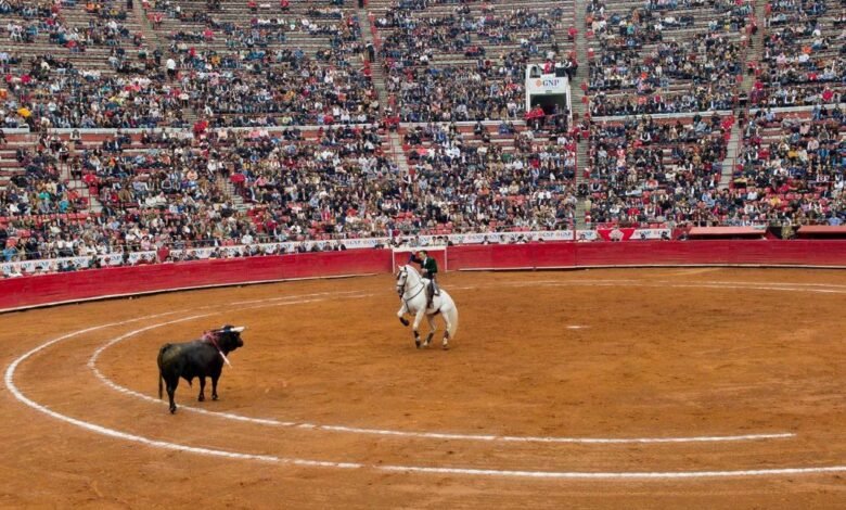 Asociación pide que iniciativa de ley antitaurina suba al pleno