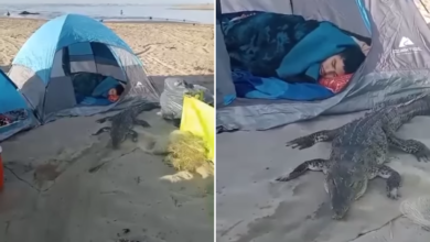 Cocodrilo 'duerme' junto a joven en la playa; ¿Sucedió en Tabasco