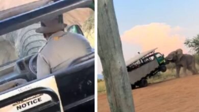 ¡Increible! Elefante levanta con su trompa autobus llenos de turistas