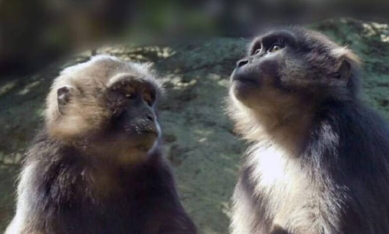 Policías en Tailandia combaten ataques de monos salvajes
