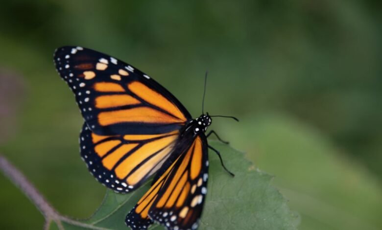 Disminuye la migración de mariposas monarca