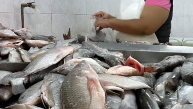 Recomienda IMSS Tabasco manejo higiénico de pescados y mariscos en cuaresma