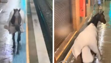 Video: Caballo se escapa y entra a estación del Metro