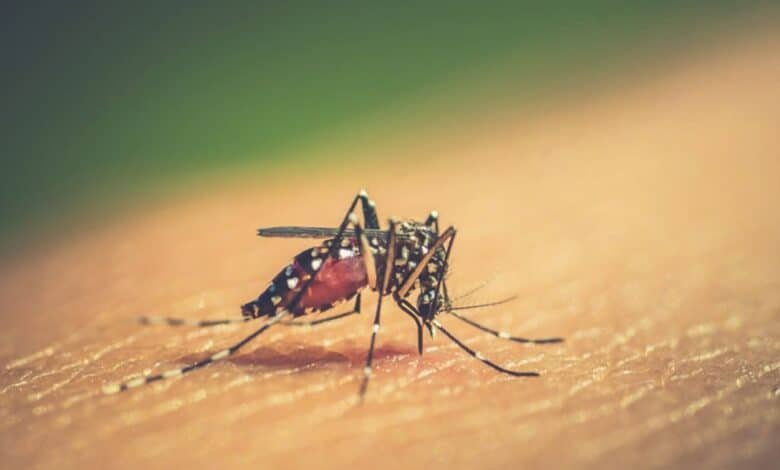 En estudio de Secretaría de Salud 17 muertes por probable dengue