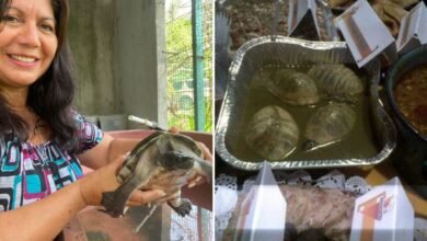 Por degustarlas en platillos y eliminar su hábitat, en extinción la tortuga en Tabasco