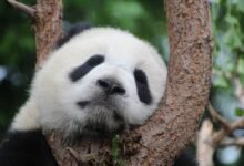 Los últimos pandas gigantes que viven en EU regresarían a China