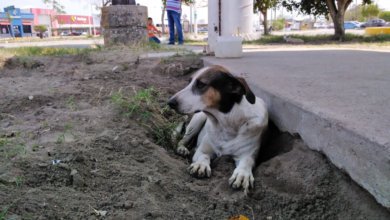 Alarma en Tabasco: 37 nuevos casos de mordeduras de perros en una semana