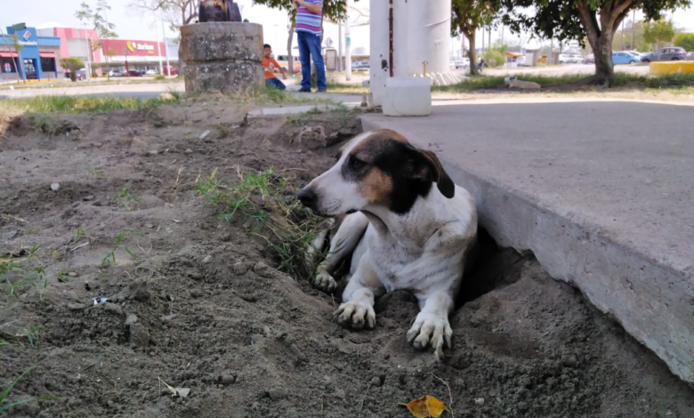 Alarma en Tabasco: 37 nuevos casos de mordeduras de perros en una semana