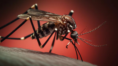 Tabasco continúa siendo uno de los estados más afectados por el dengue