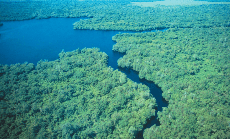 La exuberante flora y fauna de Tabasco: Un paraíso natural en el corazón de México
