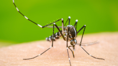Dengue y enfermedades cardiovasculares dan tregua en Tabasco