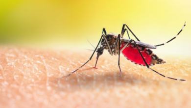 Tabasco en alerta por posible epidemia de dengue y golpes de calor
