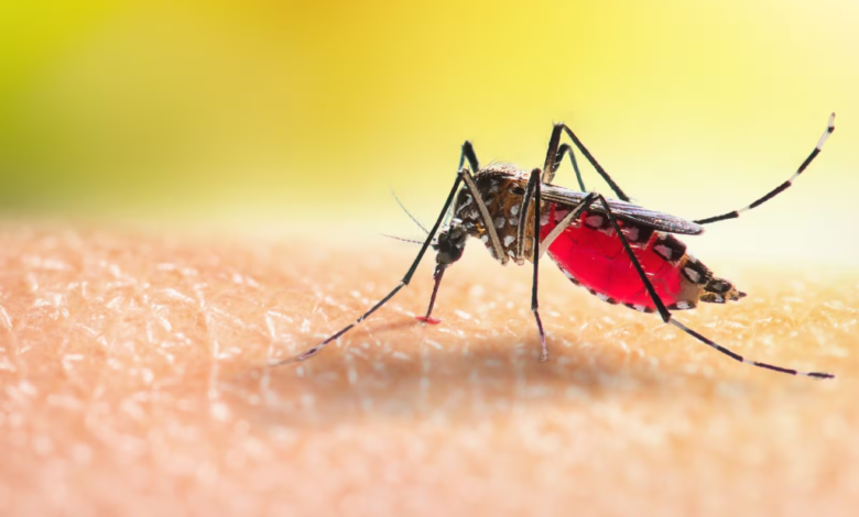 Tabasco en alerta por posible epidemia de dengue y golpes de calor