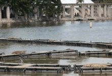 Video: De milagro salvó su vida sujeto que se metió a nadar a Laguna de las Ilusiones infestada de cocodrilos