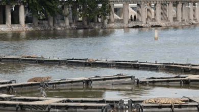 Video: De milagro salvó su vida sujeto que se metió a nadar a Laguna de las Ilusiones infestada de cocodrilos