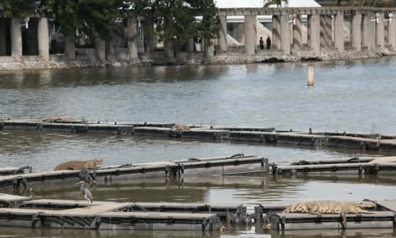 Video: De milagro salvó su vida sujeto que se metió a nadar a Laguna de las Ilusiones infestada de cocodrilos