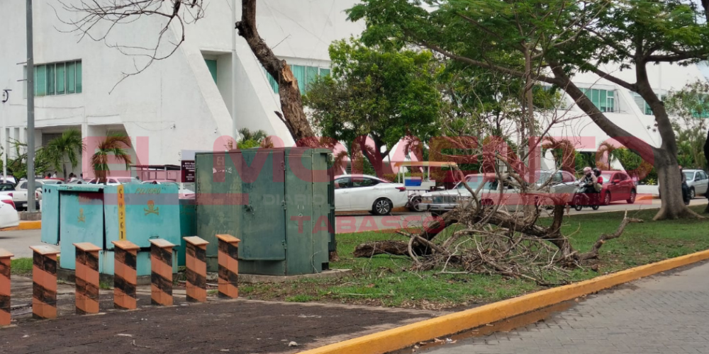 Lluvias y fuertes vientos continúan derribando viejas ramas y árboles en Villahermosa