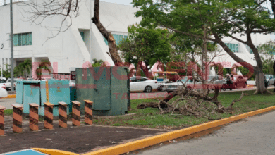 Lluvias y fuertes vientos continúan derribando viejas ramas y árboles en Villahermosa