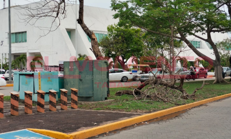 Lluvias y fuertes vientos continúan derribando viejas ramas y árboles en Villahermosa