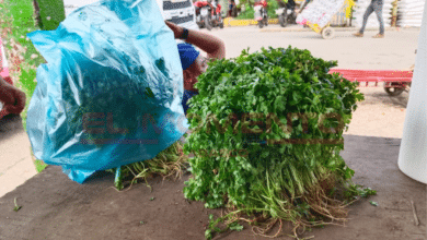 Baja 40% precio el cilantro en Central de Abastos de Villahermosa