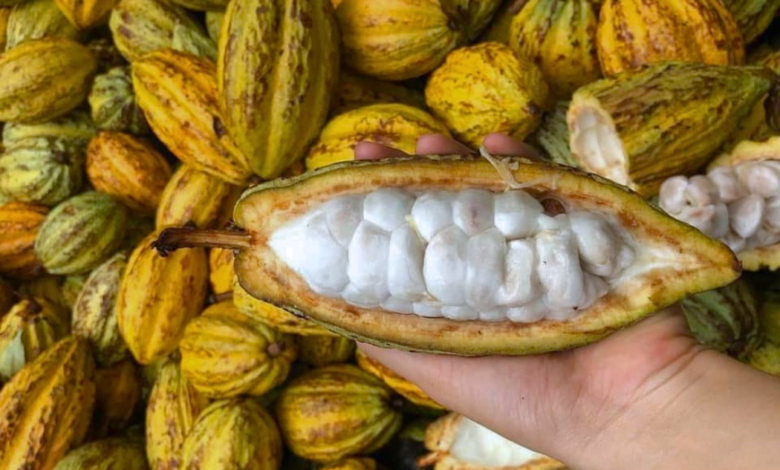 Nombran al cacao como patrimonio cultural inmaterial de Tabasco
