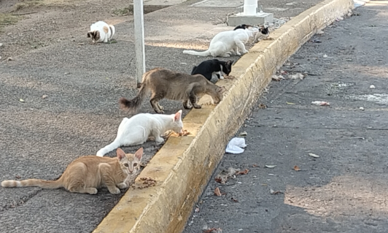 Alimentan ciudadanos a gatos abandonados en el Tomás Garrido