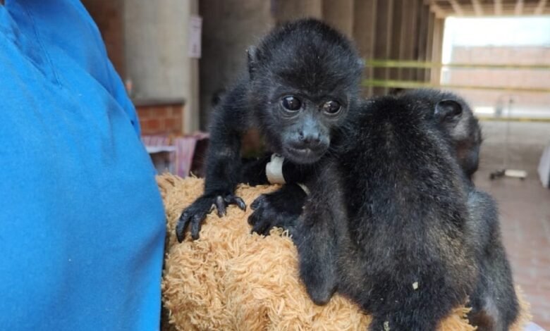 Mueren 217 ejemplares de monos saraguato