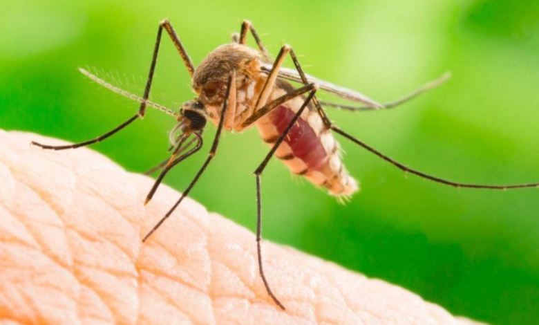 Combate los mosquitos este verano con un truco viral: solo necesitas papel higiénico y…