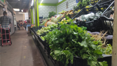 Padecen comerciantes y usuarios incremento de hasta el doble en el precio del cilantro debido a la sequía