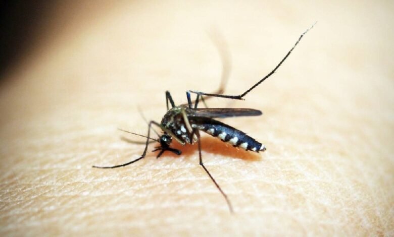 Los factores que hacen a personas "atractivas" para los mosquitos