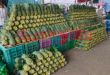 Productores de piña afectados por bajas ventas en Tabasco