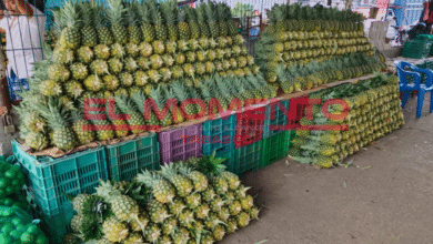 Productores de piña afectados por bajas ventas en Tabasco