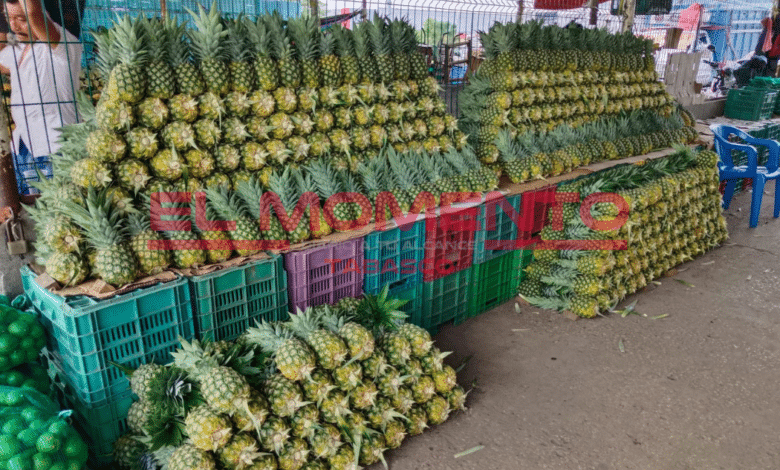Productores de piña afectados por bajas ventas en Tabasco