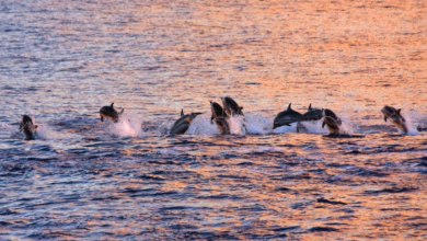 ¡Impresionante! Capta alrededor de 200 delfines cerca de la isla italiana de Ischia, Italia VIDEO