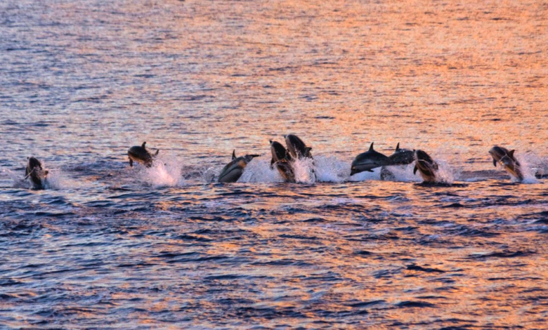 ¡Impresionante! Capta alrededor de 200 delfines cerca de la isla italiana de Ischia, Italia VIDEO