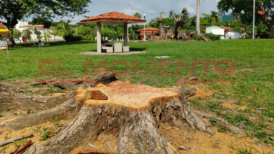 Dictamen llevo a derribo de árboles en 'La Choca'
