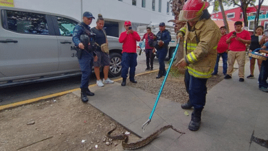 Visitantes en pánico ante hallazgo de una boa en el Parque Juárez de Villahermosa