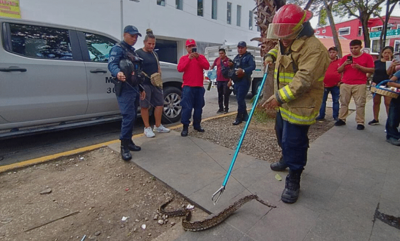 Visitantes en pánico ante hallazgo de una boa en el Parque Juárez de Villahermosa