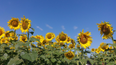 ¿Cuándo es la temporada de girasoles en Balancán, Tabasco?