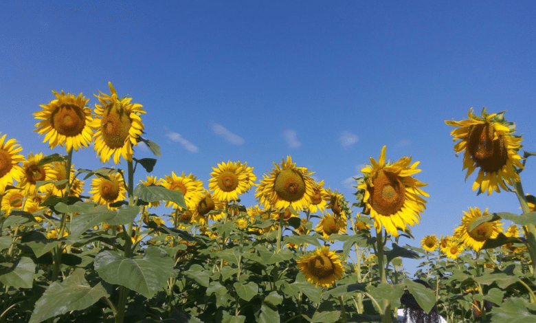 ¿Cuándo es la temporada de girasoles en Balancán, Tabasco?