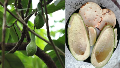 Conoce el chinín, el primo del aguacate, endémico del sur de México