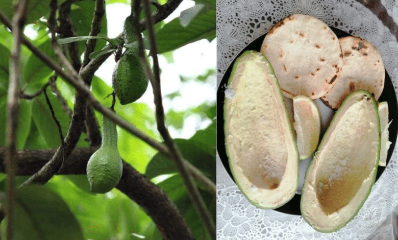 Conoce el chinín, el primo del aguacate, endémico del sur de México