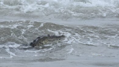 Reportan avistamiento de cocodrilo en playa Miramar, Tamaulipas