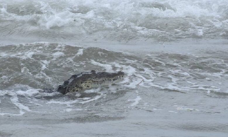Reportan avistamiento de cocodrilo en playa Miramar, Tamaulipas
