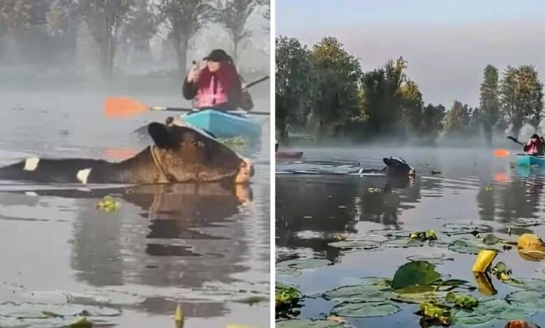 Sorprende aparición de vacas nadando en canales de Xochimilco