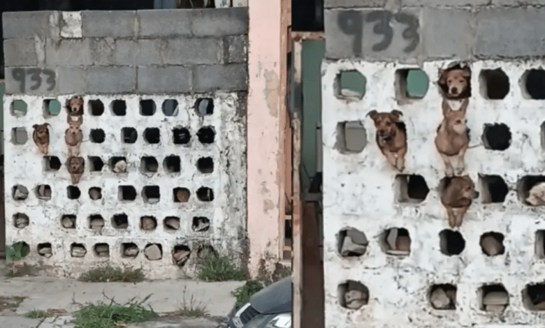 Lomitos chismosos conquistan TikTok con este viral video