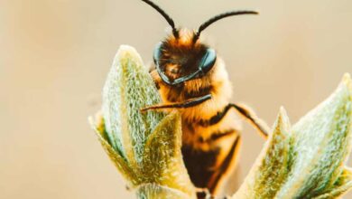 Suman 10 ataques de abejas en lo que va del año en Ahome